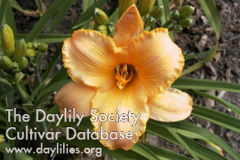 Daylily Tangerine Parfait